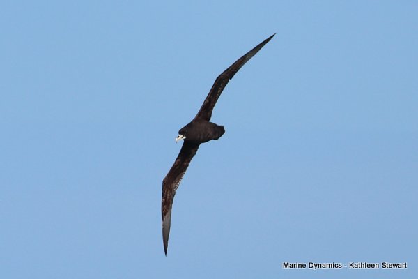 White Chin Petrel, South Africa